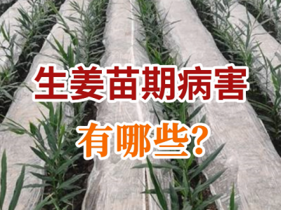 生姜苗期病害有哪些？ (28播放)