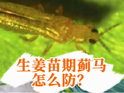 生姜苗期薊馬怎么防？ (33播放)