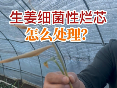 生姜細菌性爛芯怎么處理？ (30播放)