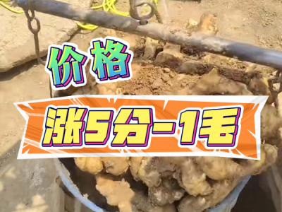 5月27日 安丘黑埠子（漲5分-1毛） (31播放)