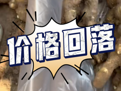 5月28日 安丘黑埠子（價格回落） (49播放)