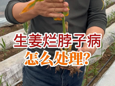 生姜爛脖子病怎么處理？ (25播放)