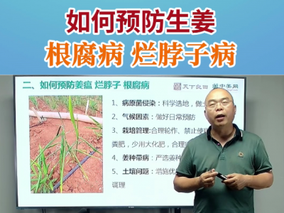 如何預防生姜根腐病爛脖子病 (32播放)