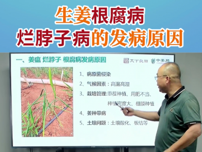 生姜根腐病爛脖子病的發生原因 (30播放)