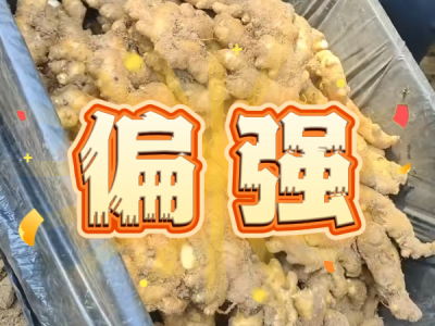 5月29日 安丘黑埠子（偏強） (33播放)