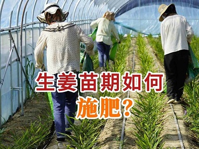 生姜苗期如何施肥？ (28播放)