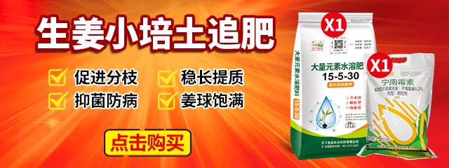 生姜小培土追肥