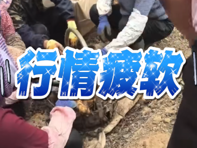 6月2日 安丘黑埠子（行情疲軟） (31播放)