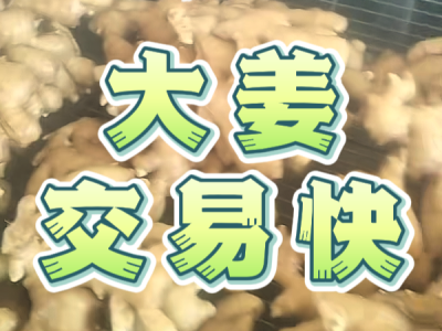 6月5日 生姜價格行情（大姜交易快） (22播放)