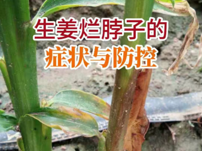生姜爛脖子的癥狀與防控 (21播放)