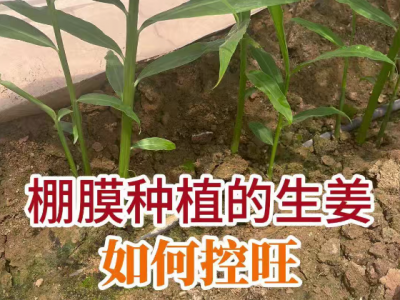 棚膜種植的生姜如何控旺？ (22播放)