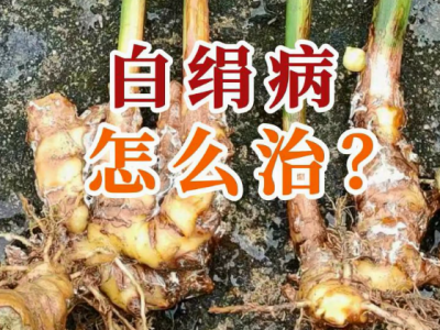 生姜白絹病怎么治？ (21播放)