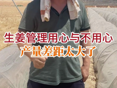 生姜管理用心與不用心產(chǎn)量差距太大了 (23播放)