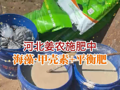 河北姜友施肥中... (26播放)