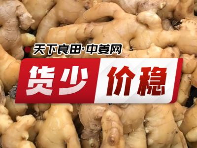 6月9日 生姜價格行情（貨少價穩） (28播放)