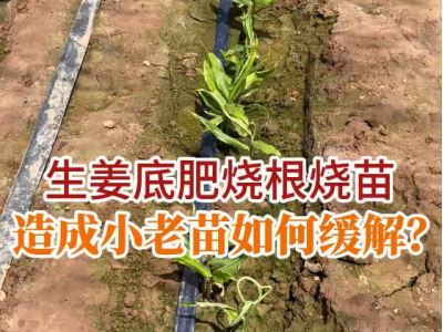 生姜底肥燒根燒苗造成小老苗如何緩解？ (23播放)