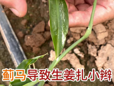 薊馬導(dǎo)致生姜扎小辮 (20播放)