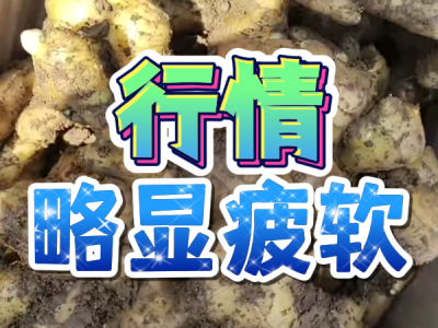 6月11日 安丘黑埠子（行情略顯疲軟） (38播放)