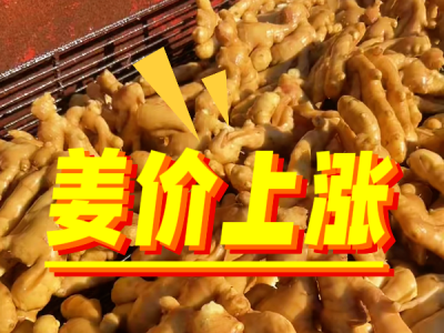 6月12日 生姜價(jià)格行情（姜價(jià)上漲） (49播放)