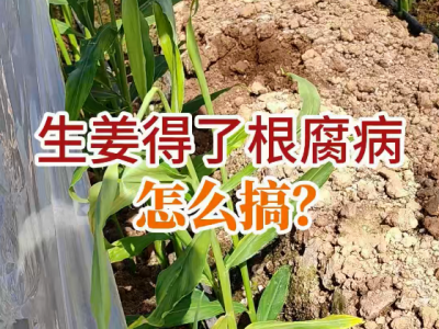 生姜得了根腐病的怎么搞？ (28播放)