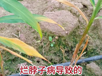 生姜爛脖子病來襲抓緊防控 (29播放)