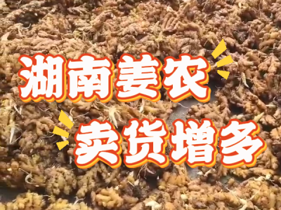 6月18日 生姜價格行情（湖南姜農賣貨增多） (25播放)