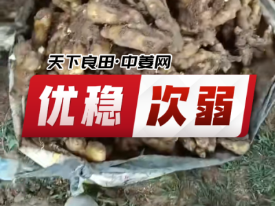 6月18日 安丘黑埠子（優穩次弱） (20播放)