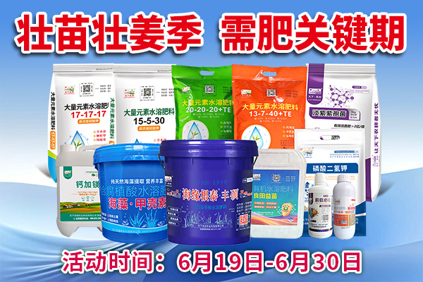 壯苗壯姜季 需肥關鍵期