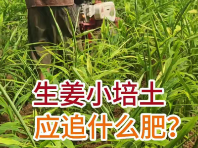 生姜小培土應追什么肥？ (20播放)