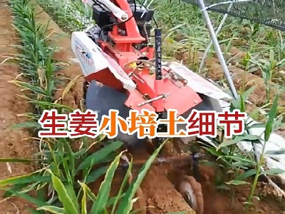 生姜小培土細節 ()