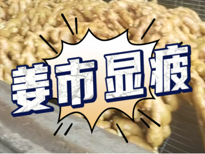 6月21日 生姜價格行情（姜市顯疲） (60播放)