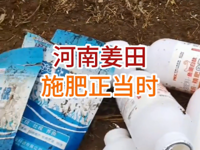 河南姜友施肥正當時 ()