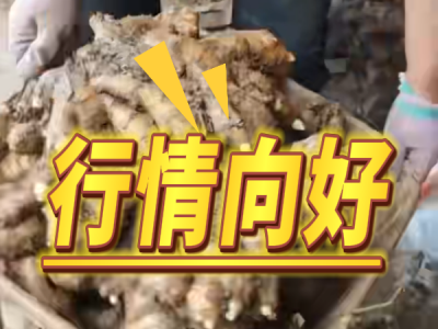 6月24日 安丘黑埠子（行情向好） (18播放)