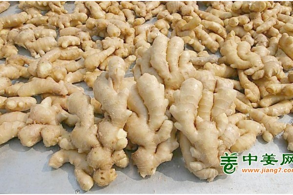 從價格震蕩到出口矛盾，姜市這盤棋該怎么下？