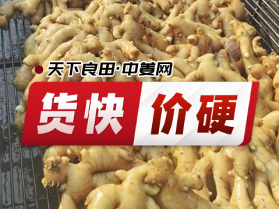 6月25日 生姜價格行情（貨快價硬） (18播放)