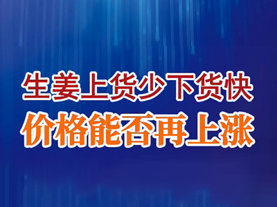 老石說姜：生姜上貨少下貨快 價(jià)格能否再上漲 (30播放)