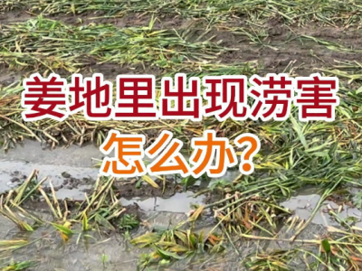 姜地里出現澇害怎么辦？ (12播放)