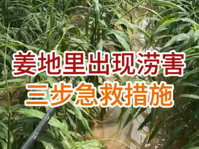 姜地里出現澇害三步急救措施 (21播放)
