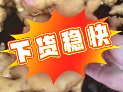 6月26日 生姜價(jià)格行情（下貨穩(wěn)快） (22播放)