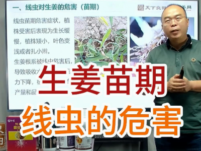 生姜苗期線蟲的危害 (15播放)