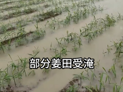 6月26日貴州惠水突降暴雨部分姜田受災(zāi) (17播放)