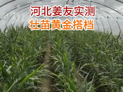 河北姜友壯苗黃金搭檔實測 (27播放)