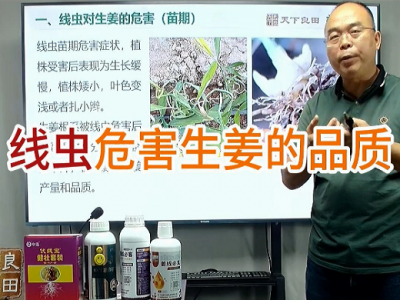 線蟲危害生姜的品質(zhì) (13播放)