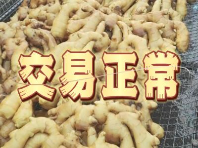 6月27日 生姜價(jià)格行情（交易正常） (24播放)