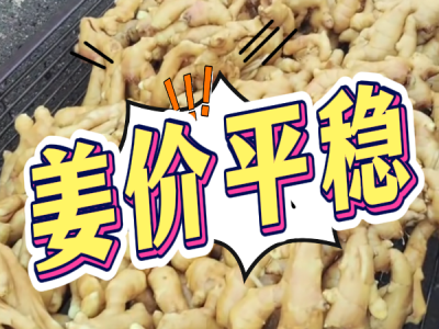 7月1日 生姜價(jià)格行情（姜價(jià)平穩(wěn)） (24播放)