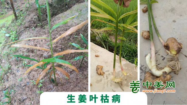 圖片1