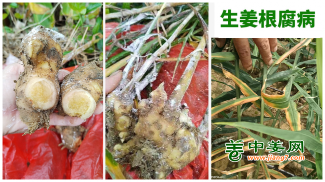 根腐病