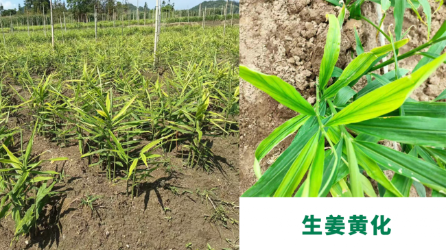 生姜黃化