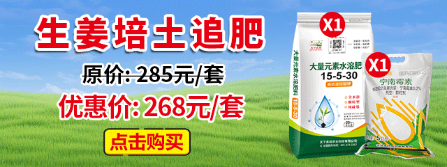 生姜小培土追肥