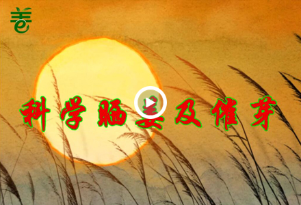 科學曬姜及催芽 ()